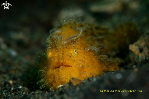 A Hairy Frogfish