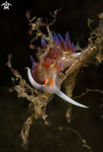 A Cratena peregrina nudibranch