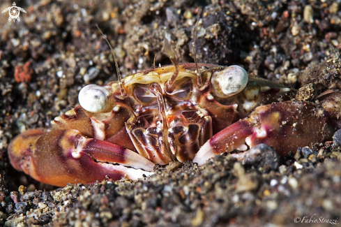 A Anemone crab