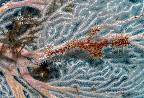 A Ghost Pipe Fish