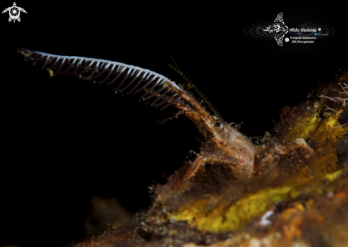 A Decorator Crab