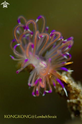 A Purple Nudibranch (Sakuraeolis kirembosa)