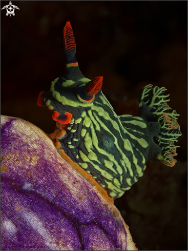 A Nembrotha kubaryana, Polycarpa aurata  | Harlequin nudibranch on a golden sea squirt 