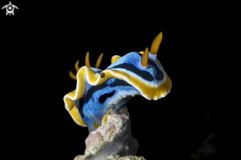 A Chromodoris annae