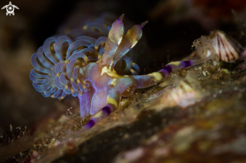 A Pteraeolidia semperi nudibranch