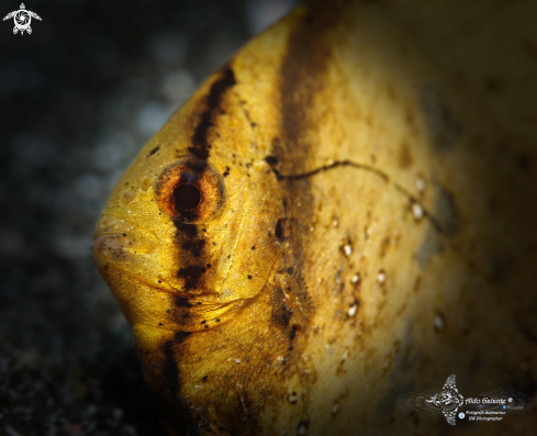 A Orbicular Batfish