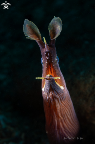 A Ribbon Eel