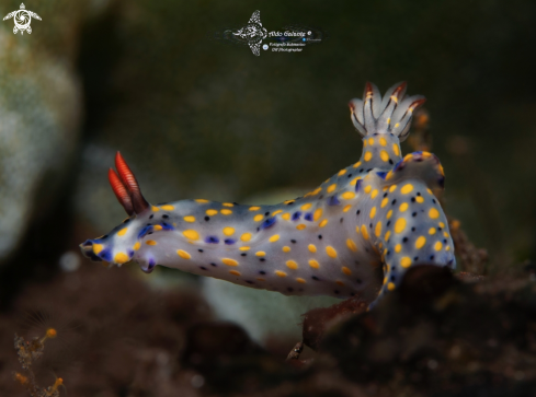 A Hypselodoris Nudibranch