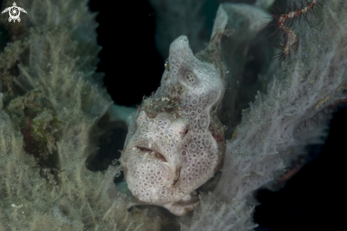 A Antennarius pictus | Painted Frogfish