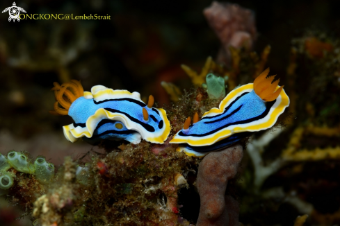 A Nudibranchs mating (Chromodoris elisabethina Bergh)