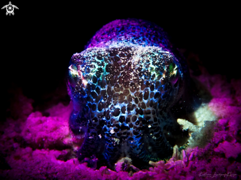 A Bobtail squid 