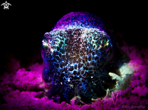 A Euprymna berryi | Bobtail squid 