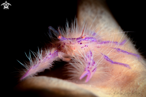 A Lauriea siagiani | Hairy Squat Lobster 