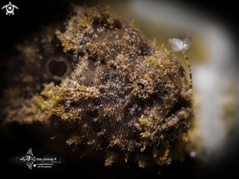 A Hairy Frogfish