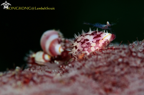 A Shrimp and Cowrie