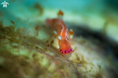 A Hypselodoris maculosa nudibranch 