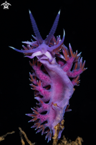 Flabellina affinis nudibranch