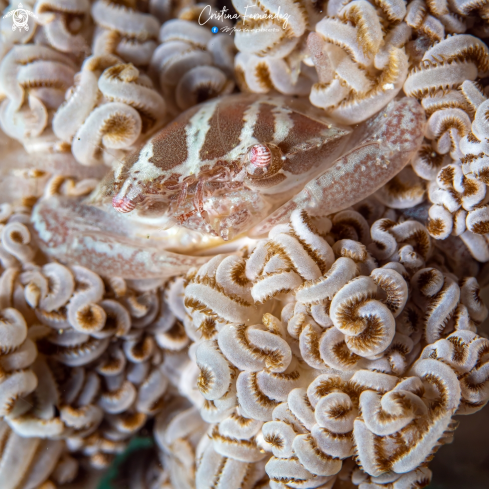 A Xenia Swimming Crab 