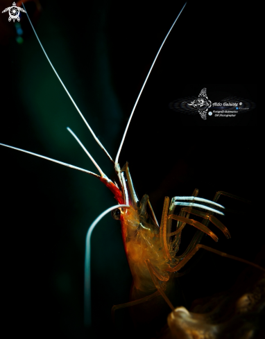 A Cleaner Shrimp