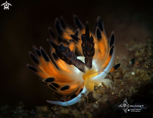 A Scientific Name: Favorinus tsuruganus Baba & Abe, 1964 | Sea Slug