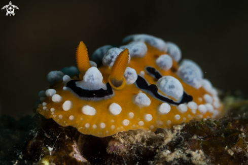 A Phyllidia ocellata nudibranch