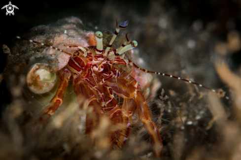 A Dardanus Arrosor | Hermit crab