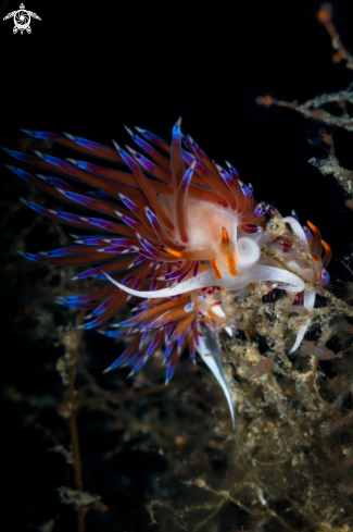 A Cratena nudibranch