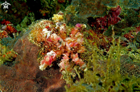 A Decorator crab