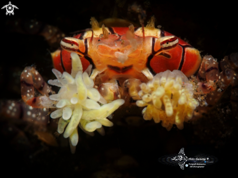 A Lybia tessellata (Latreille in Milbert, 1812)  | Boxer Crab