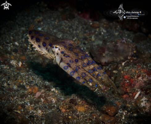 A Hapalochlaena lunulata (Quoy & Gaimard, 1832) | Blue Ring Octopus