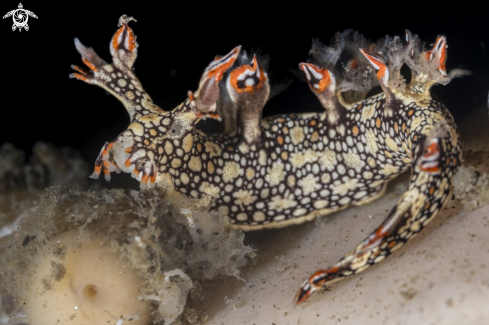 A Bornella anguilla | Bornella anguilla