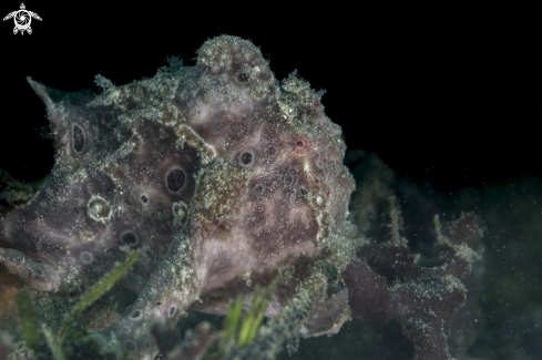 A Giant Frogfish