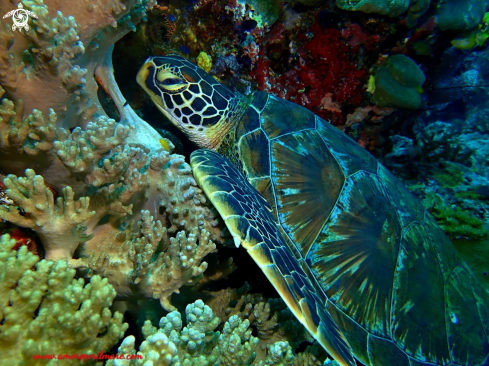 A Chelonia Mydas | Tartaruga verde