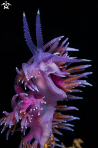A Mediterranean Flabellina nudibranch
