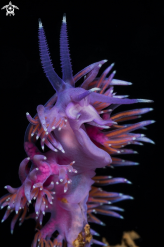 A Flabellina affinis nudibranch | Mediterranean Flabellina nudibranch