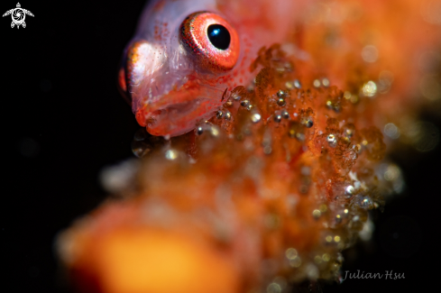 A Sea whip goby