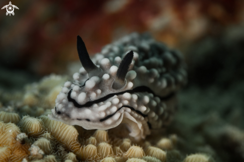 A Phyllidiopsis krempfi nudibranch