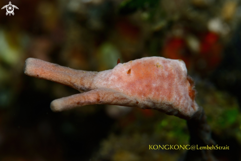 A Pink Nudibranch (Rostanga)