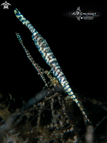 The Banded Tozeuma Shrimp 