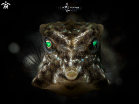 A Ostracion rhinorhynchos (Bleeker, 1851) | Boxfish Juvenil