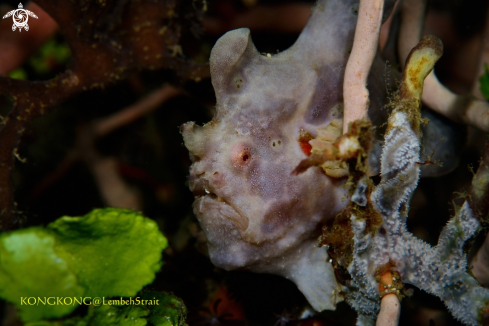 A Giant Frogfish