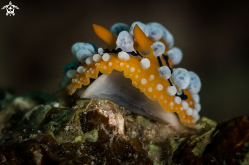 A Phyllidia ocellata nudibranch