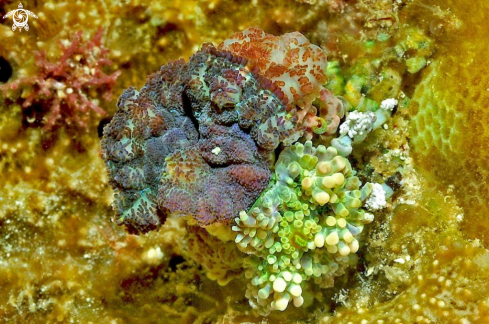 A Decorator crab