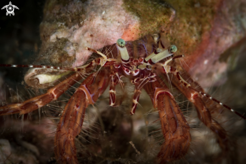 A Dardanus Arrosor | Hermit crab