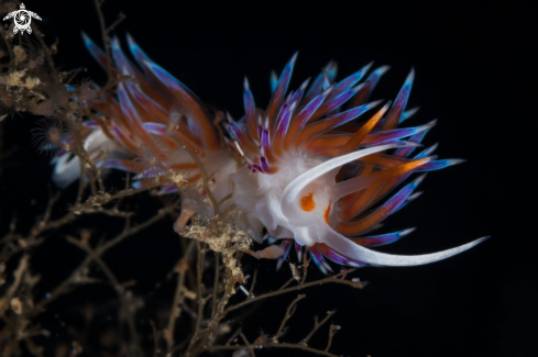 A Cratena peregrina nudibranch | Cratena nudibranch