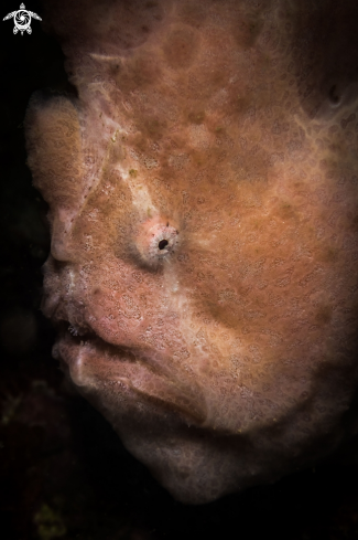 The Frogfish