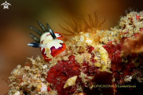 A Wine red line and reamy white nudibranch (Goniobranchus fidelis)