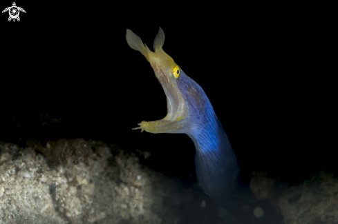 A Rhinomuraena quaesita | Ribbon Eel