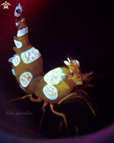 A Thor amboinensis | Sexy Shrimp 