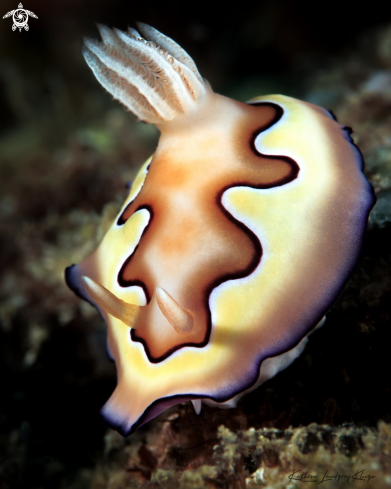 A Goniobranchus coi  | Nudibranch